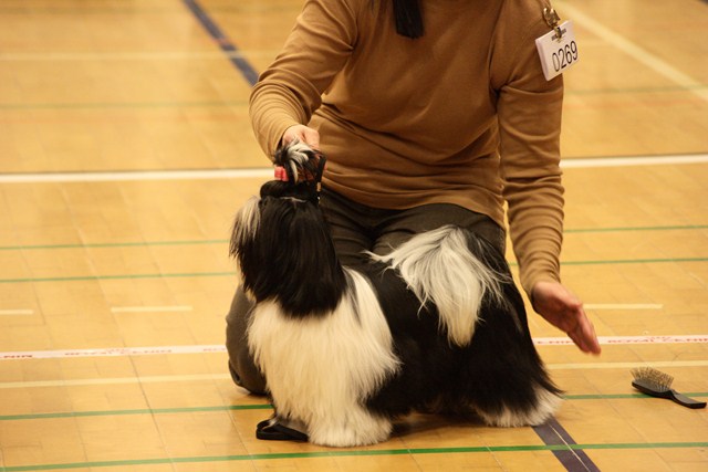 Shih Tzu Danmark